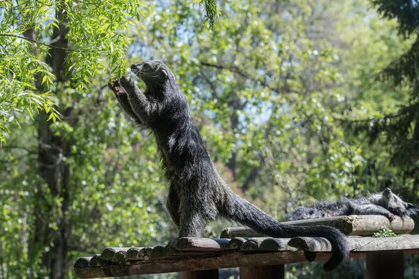 Binturong azjatycki niedźwiedź z bliska portret — Zdjęcie stockowe