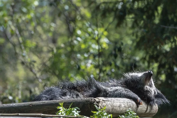 Binturong asiático oso de cerca hasta retrato —  Fotos de Stock