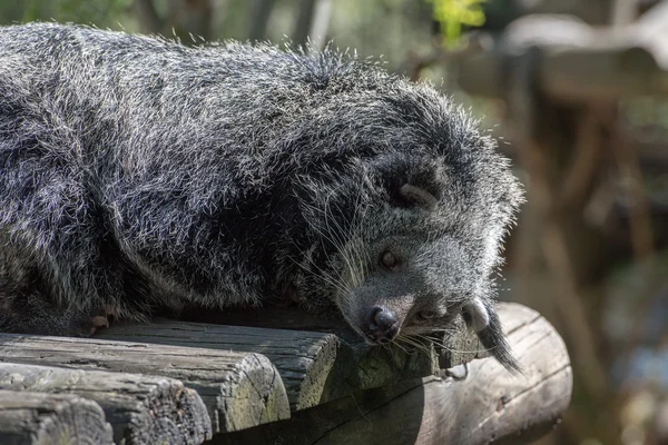 Binturong asiatische bär close up porträt — Stockfoto