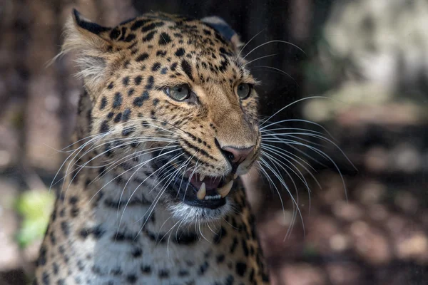 Severní čínské leopard zblízka — Stock fotografie