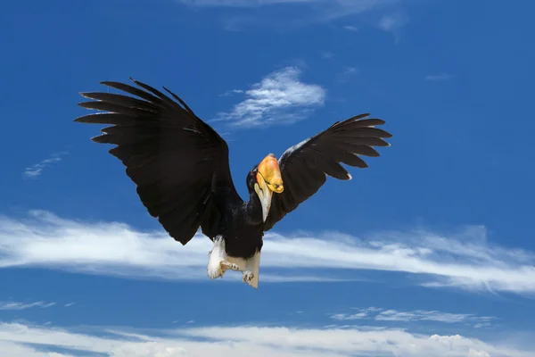 Rhinoceros Hornbill durante il volo verso di voi — Foto Stock