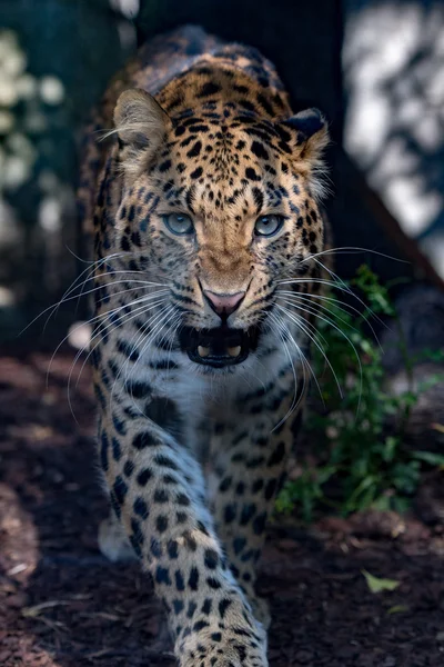 Severní čínské leopard zblízka — Stock fotografie