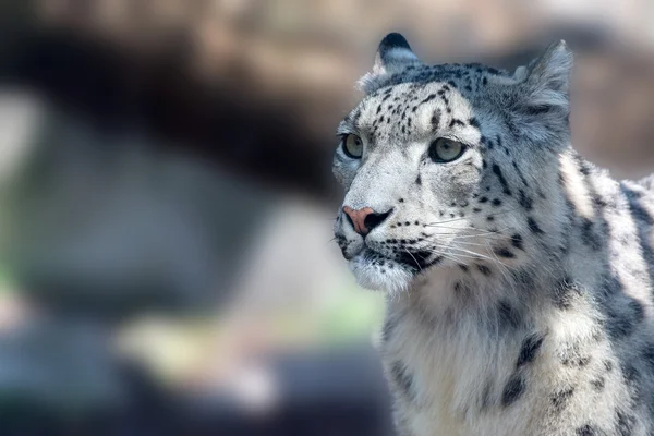 Kar leoparı yakın portre kadar — Stok fotoğraf