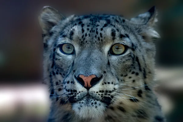 Leopardo da neve close up retrato — Fotografia de Stock