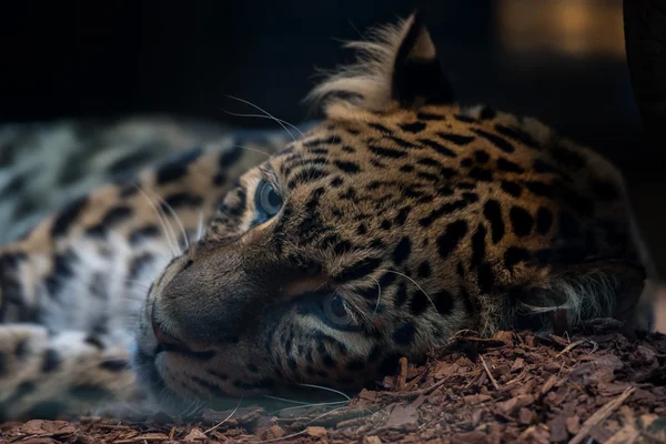 Leopardo del norte de China de cerca — Foto de Stock