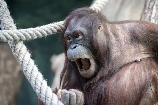 Mono orangután primer plano retrato — Foto de Stock
