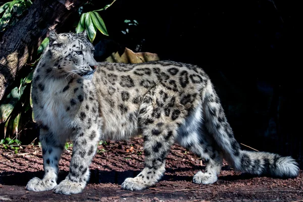Leopardo de nieve retrato de cerca — Foto de Stock