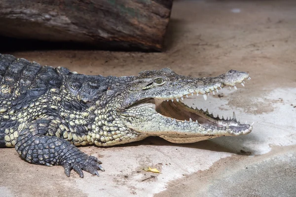 Detalhe boca de crocodilo aberto largo — Fotografia de Stock