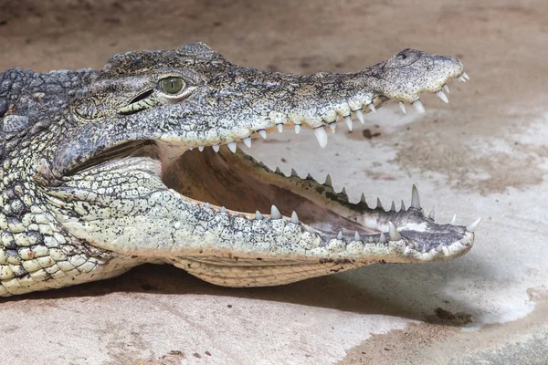 Detalhe boca de crocodilo aberto largo — Fotografia de Stock