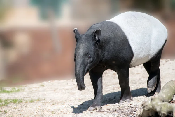 Indische tapir portret komt naar u — Stockfoto