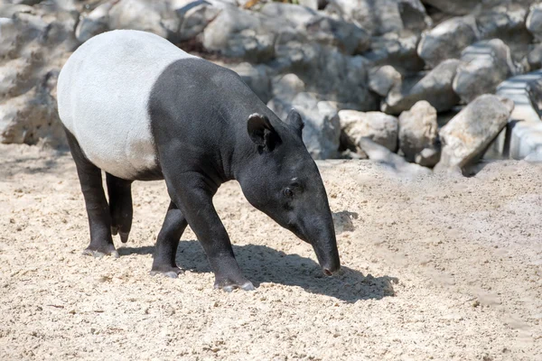 Indische tapir portret komt naar u — Stockfoto