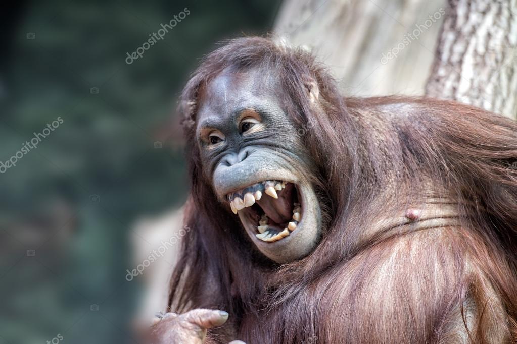 Orangutan Laughing orangutan-laughing
