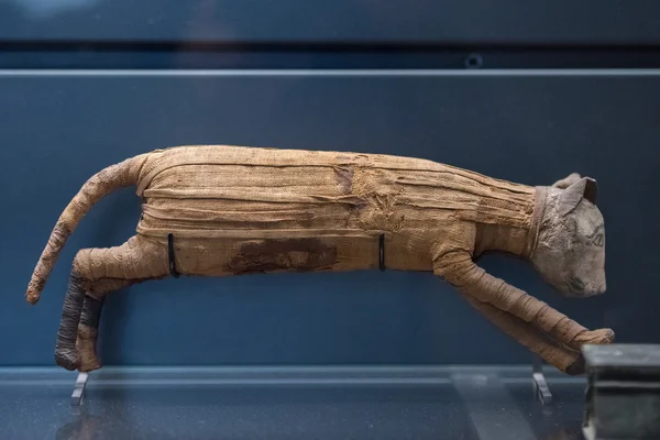 무덤 안에서 발견 하는 이집트의 미 라 고양이 — 스톡 사진
