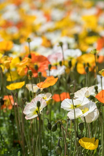 Colorful poppy field white yellow orange — Stock Photo, Image