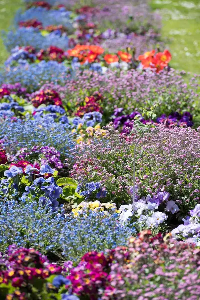 Bunt Mohn Feld weiß gelb orange — Stockfoto