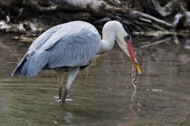 Mavi Siyah heron portre ise avcılık