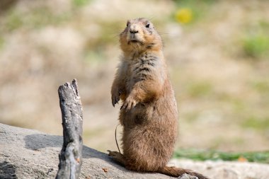 Sana bakmak süre praire köpek portre