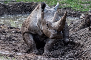 Afrikalı beyaz rhino portre rahatlatıcı süre