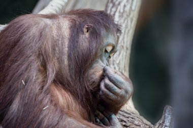 orangutan maymun yakın portre kadar 