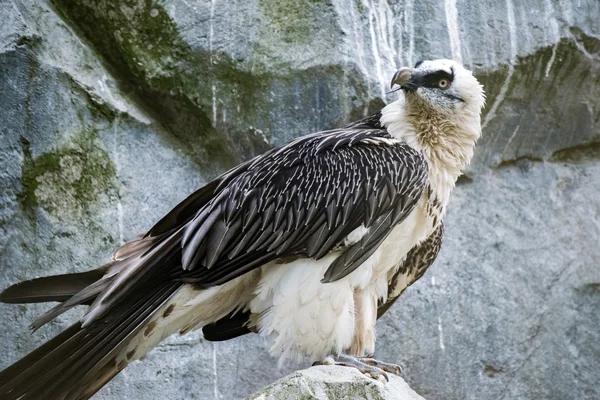 Lammergeyer Ossis Geierbussard — Stockfoto