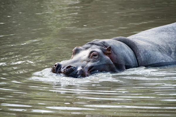 Hyppopotamus hippo close up portrait — Stock Photo, Image