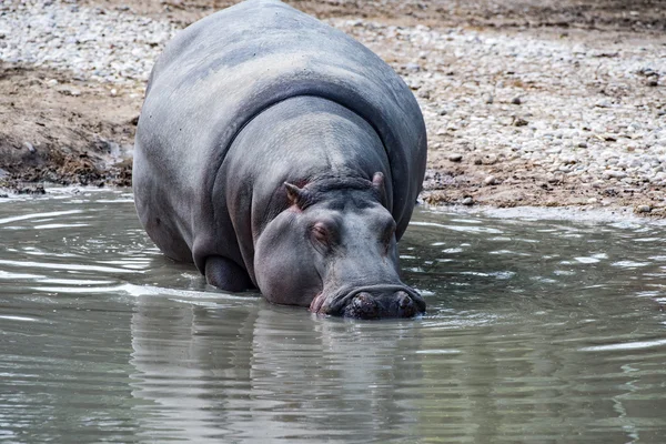 Hyppopotamus hippo nära upp porträtt — Stockfoto