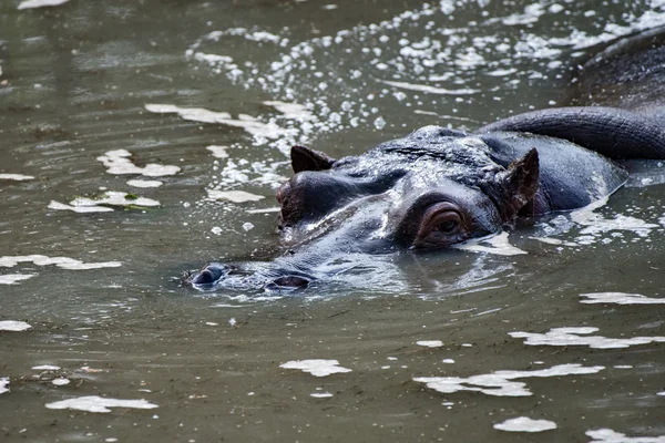 Hipopótamo hipopótamo primer plano retrato — Foto de Stock