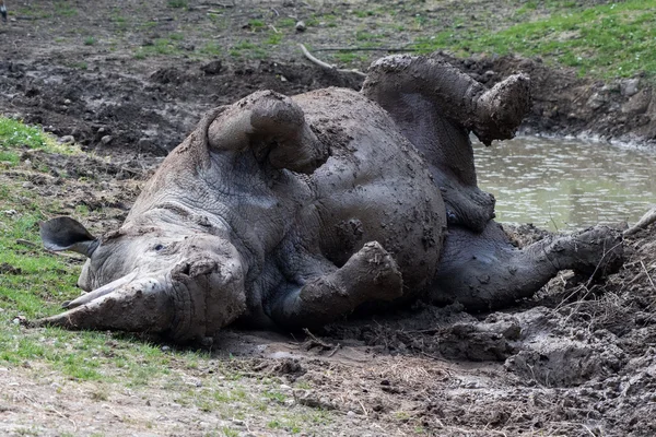 Portrait de rhinocéros blanc africain tout en se relaxant — Photo