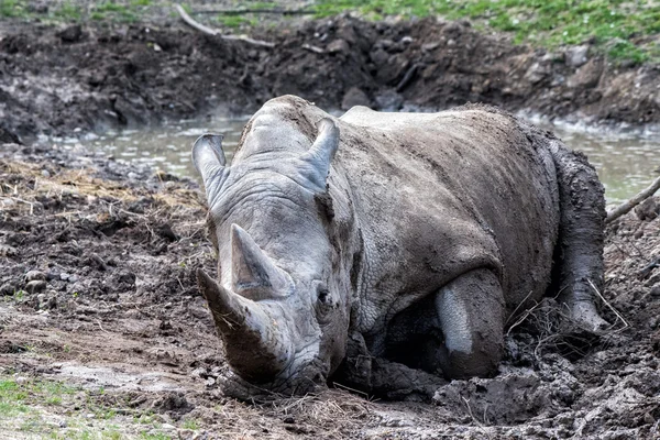 Portrait de rhinocéros blanc africain tout en se relaxant — Photo