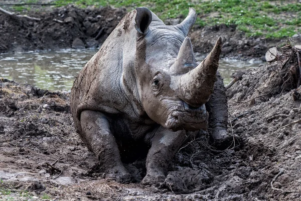 非洲白犀牛肖像放松之时 — 图库照片