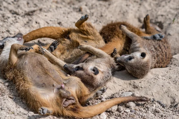 Afrikanische Erdmännchen porträtieren sich im Kampf — Stockfoto