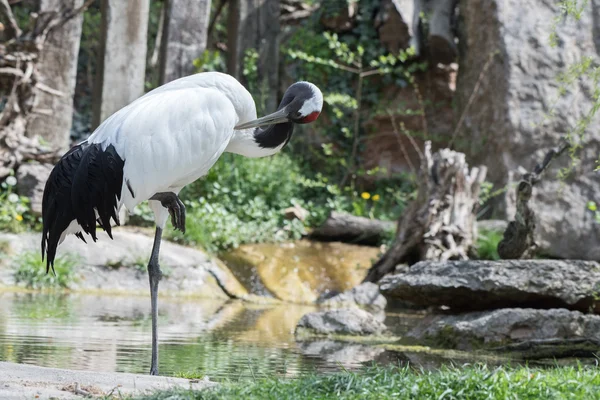 Manciurian Crane close up retrato — Fotografia de Stock