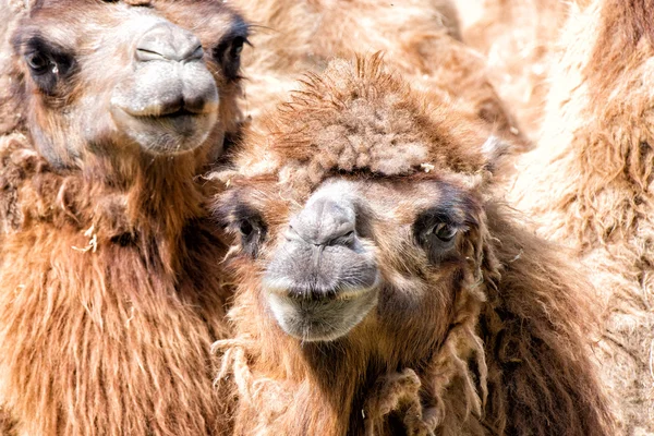 Brown camel close up portrait — Stock Photo, Image