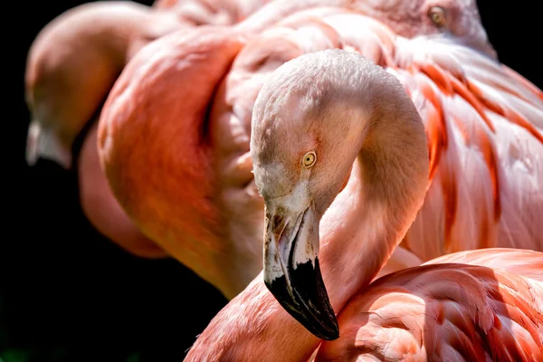 Rose flamant rose portrait rapproché — Photo