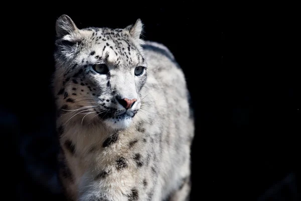 Leopardo de nieve retrato de cerca — Foto de Stock