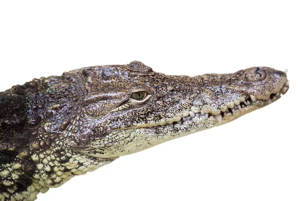 Crocodilo Jacaré olho de perto isolado em branco — Fotografia de Stock