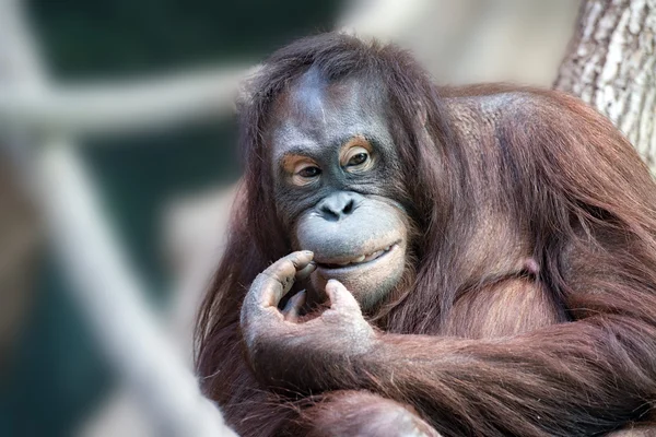 Orangutan monkey blízko se portrét — Stock fotografie