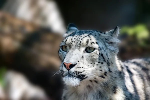 Leopardo da neve close up retrato — Fotografia de Stock