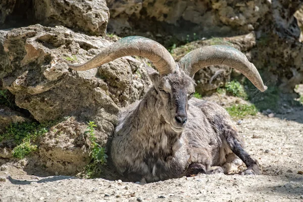 Bharal lange hoorns blauwe schaap portret — Stockfoto