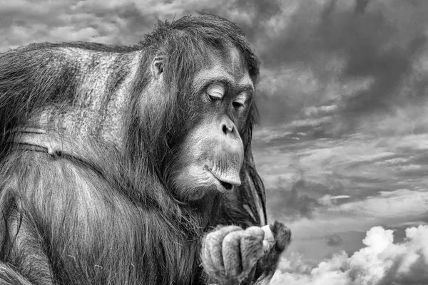 Macaco orangotango fechar-se retrato enquanto assobiando — Fotografia de Stock
