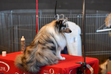 Genoa, İtalya - 21 Mayıs 2016 - yıllık genel uluslararası köpek gösterisi