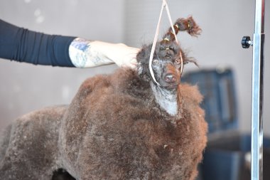 Genoa, İtalya - 21 Mayıs 2016 - yıllık genel uluslararası köpek gösterisi