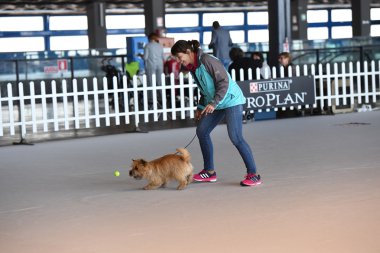 Genoa, İtalya - 21 Mayıs 2016 - yıllık genel uluslararası köpek gösterisi
