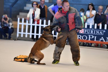 Genoa, İtalya - 21 Mayıs 2016 - yıllık genel uluslararası köpek gösterisi