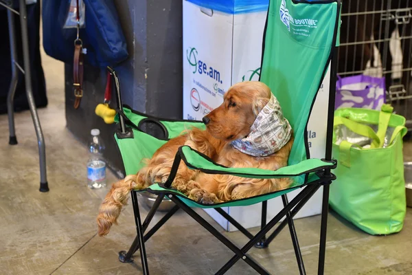 GENOVA, ITALIA - 21 MAGGIO 2016 - Mostra canina internazionale pubblica annuale — Foto Stock