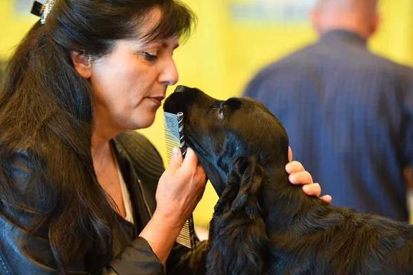 GENOVA, ITALIA - 21 MAGGIO 2016 - Mostra canina internazionale pubblica annuale — Foto Stock