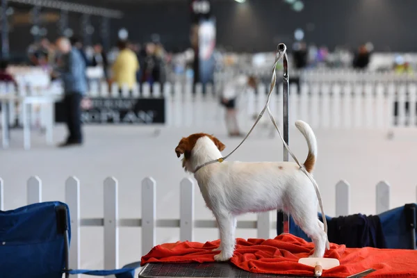 GENOVA, ITALIA - 21 MAGGIO 2016 - Mostra canina internazionale pubblica annuale — Foto Stock