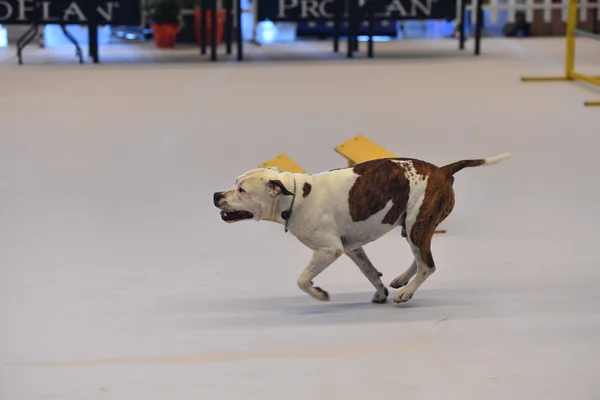 GENOVA, ITALIA - 21 MAGGIO 2016 - Mostra canina internazionale pubblica annuale — Foto Stock