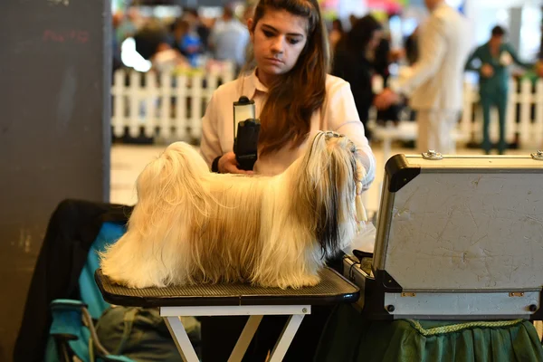 Genua, Italien - 21. Mai 2016 - jährliche öffentliche internationale Hundeausstellung — Stockfoto