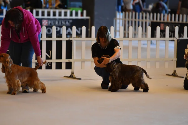 GENOVA, ITALIA - 21 MAGGIO 2016 - Mostra canina internazionale pubblica annuale — Foto Stock